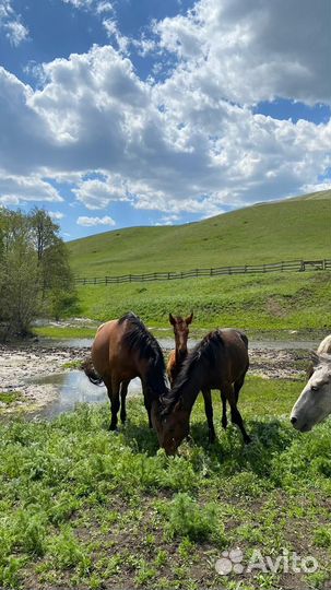 Продам кобыл с жеребенком