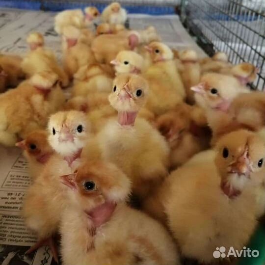 Цветной бройлер, белый бройлер,доминант, индюшата