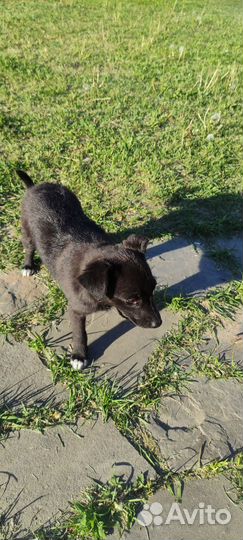 Собака в добрые руки щенок