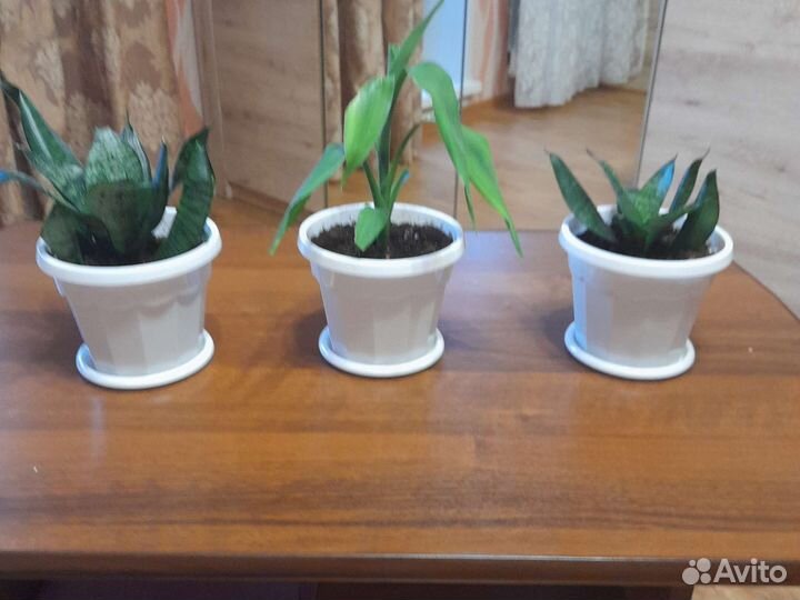 Комнатные цветы