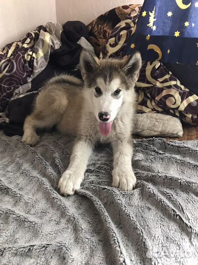 Аляскинский маламут щенок