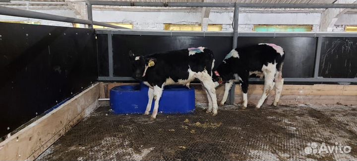 Термо-поилки крс, мрс