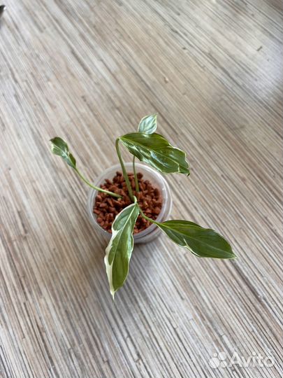 Домашние растения, ароидные