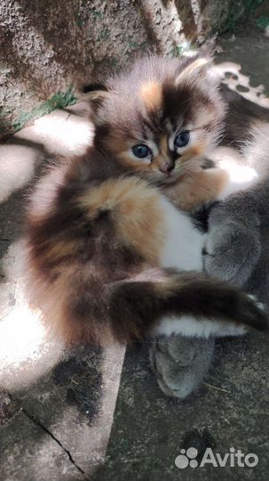 Кошки в добрые руки
