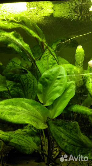 Аквариумные водоросли