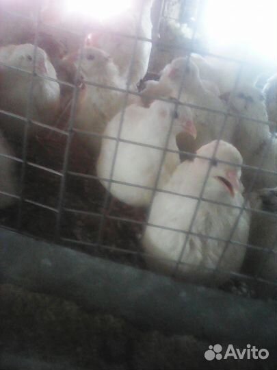 Перепела-живым весом