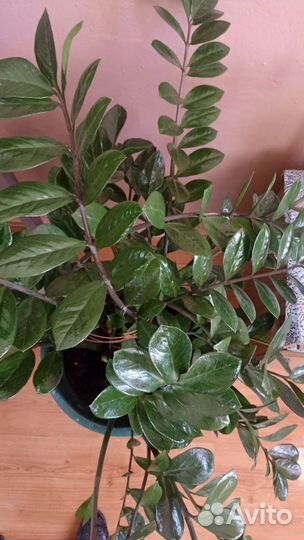 Замиокулькас