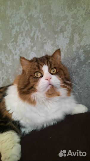 Scottish strait hailend bicolor Вязка