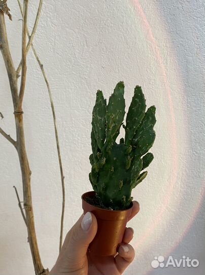 Комнатные домашние растения. Кактус