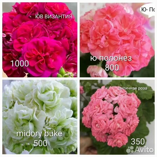 Пеларгонии сортовые