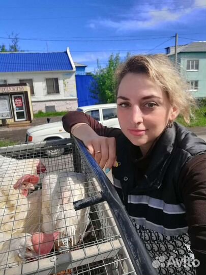 Куры несушки