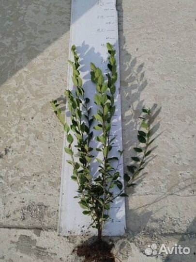 Кизильник блестящий окс, зкс