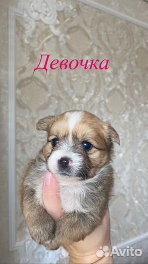Помчи немецкий шпиц