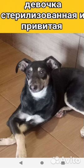 Щенок мальчик