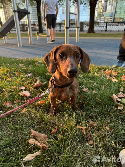 Продам таксу 8 мес