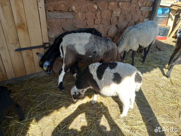 Овцы бараны