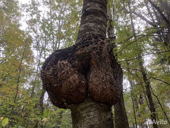 Кап березовый (сувель)