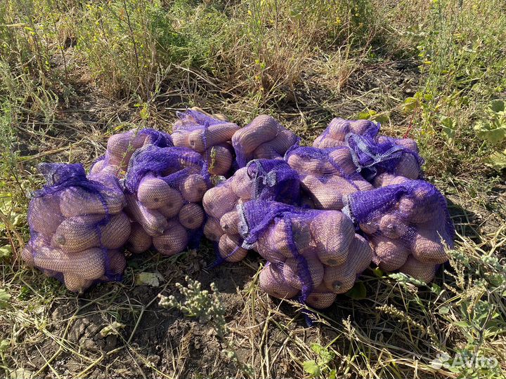 Тыква Матильда