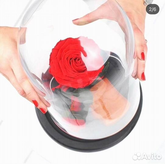 Роза в колбе. Неувядающая