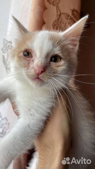 Кошечка в добрые руки