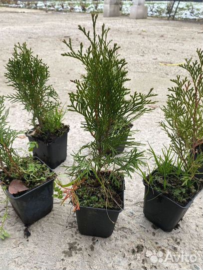 Туя Смарагд горшок Р9