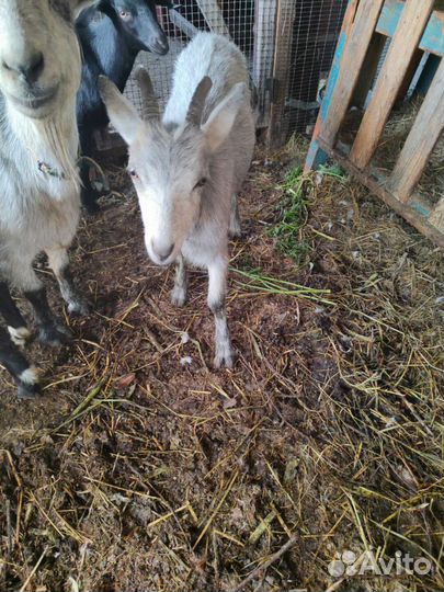 Козы заанинские