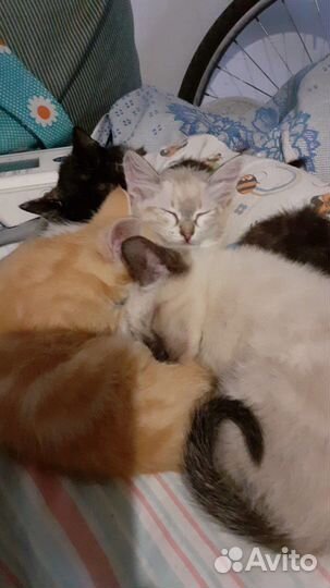 Котята в добрые руки
