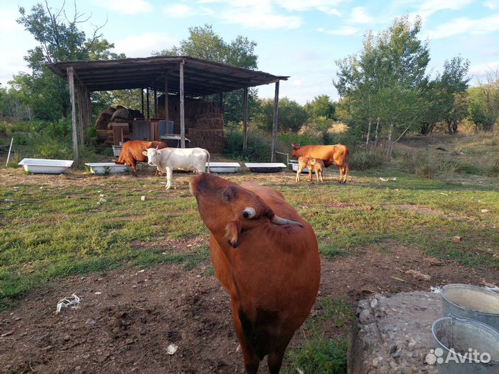 Стадо коров