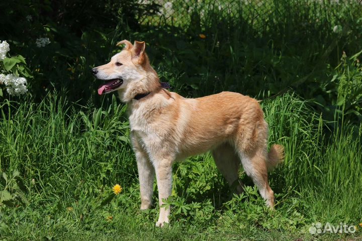 Красотка Синди, стерилизована