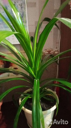 Пальма панданус