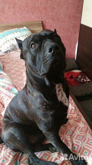 Пит бультерьер вязка