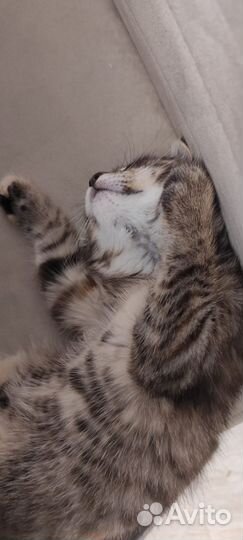 Котёнок девочка