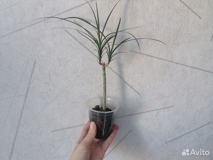 Драцена, детка