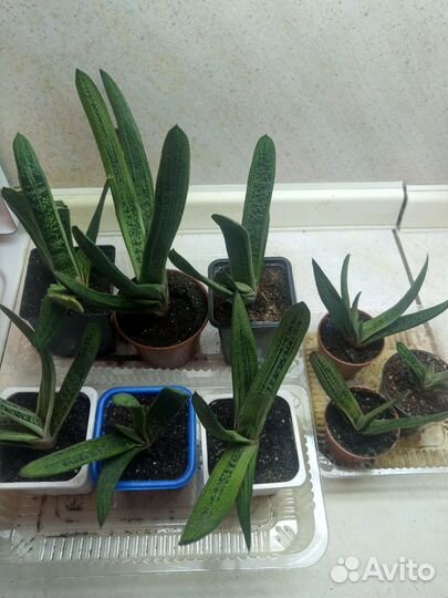 Гастерия суккулент