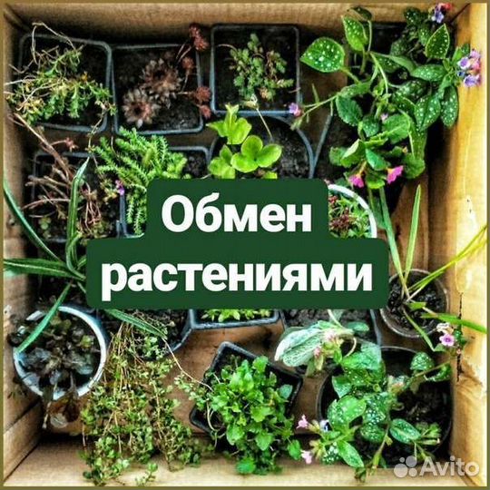 Растения обмен