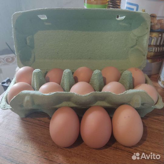 Инкубационное яйцо