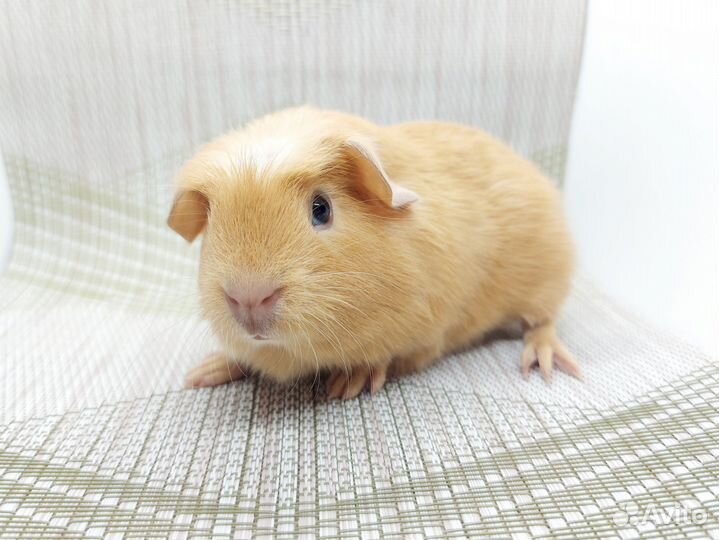 Морская свинка