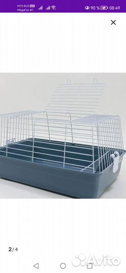 Продаю морскую свинку