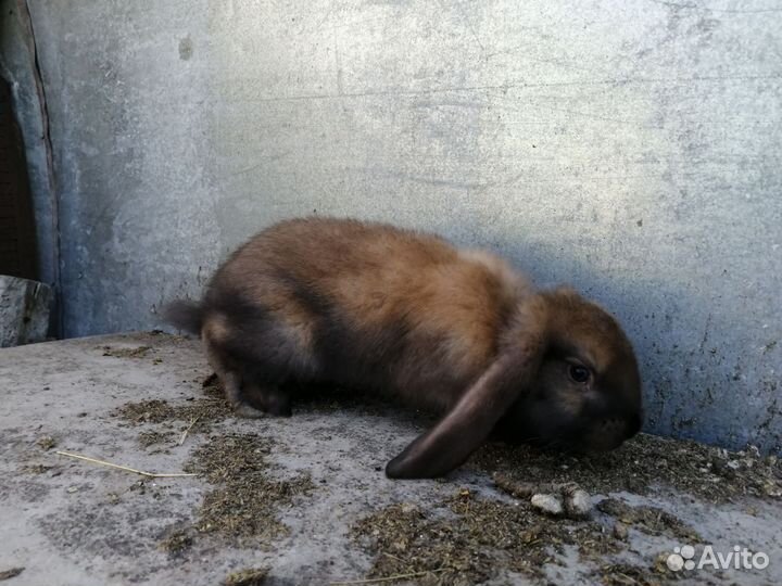 Кролики породы французский баран