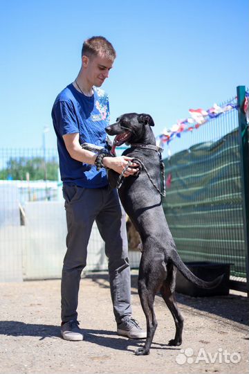 Собака из приюта