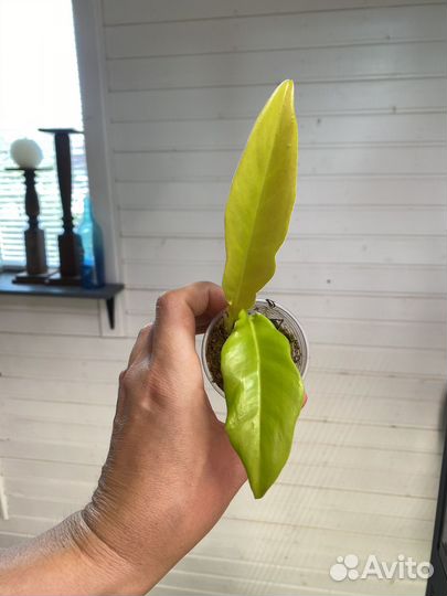 Ароидные разные