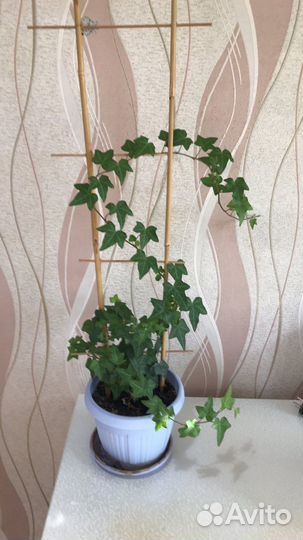 Цветы домашние в горшках