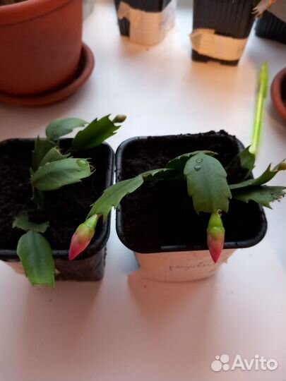 Декабристы