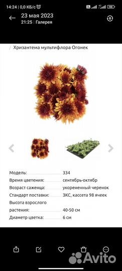 Шаровидные хризантема