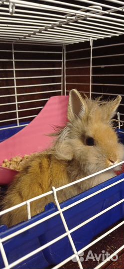 Декоративные кролики