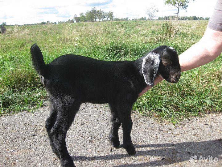 Нубийские козлята