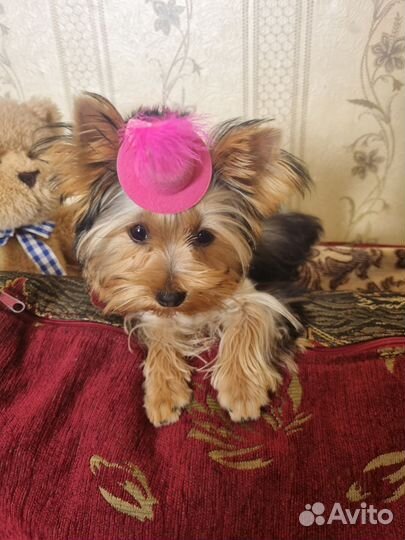 Йоркширский терьер