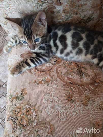 Бенгальская