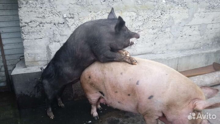 Хряк на случку