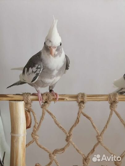 Ручная Корелла безщекий птенец (пестрый)